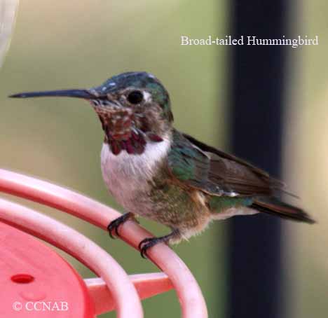 Broad-tailed Hummingbird