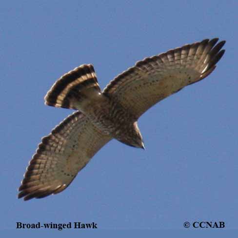 Broad-winged Hawk