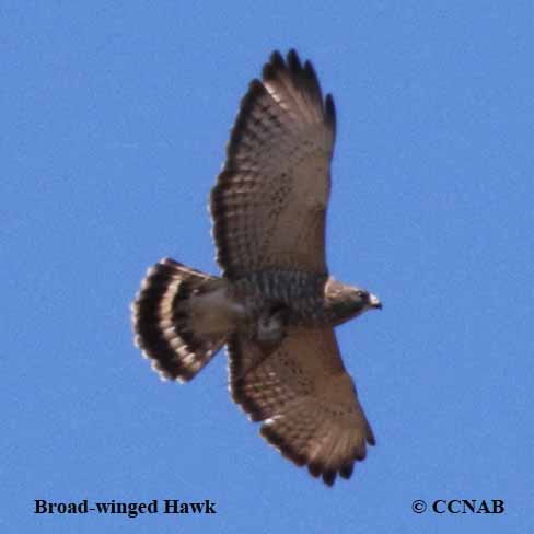 Broad-winged Hawk