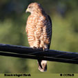 Broad-winged Hawk