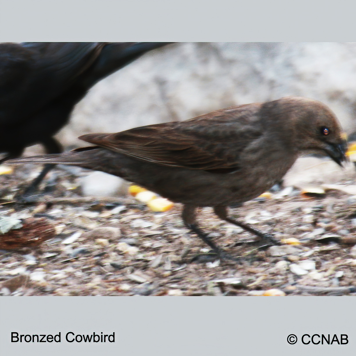 Bronzed Cowbird