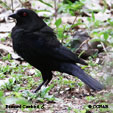 Bronzed Cowbird