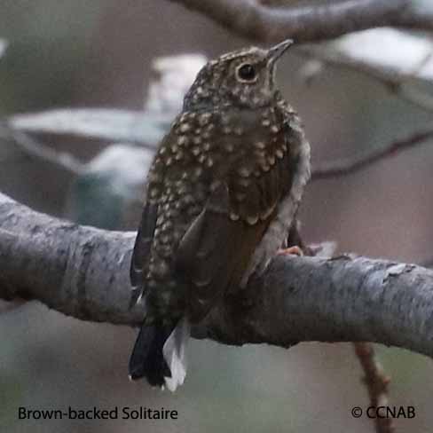 Brown-backed Solitaire