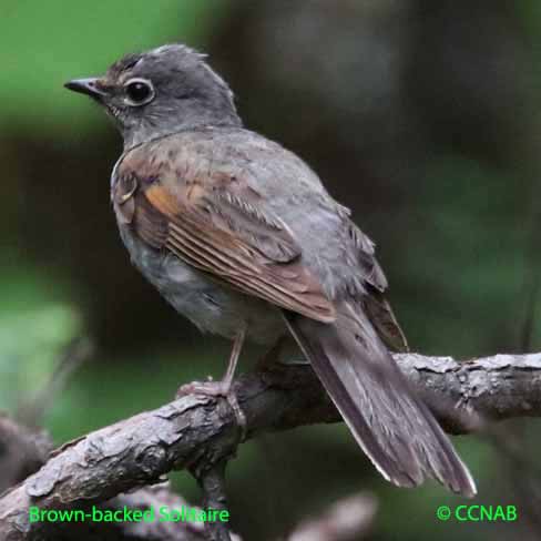 Birds of North America