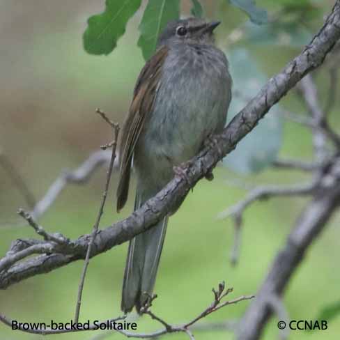 Birds of North America