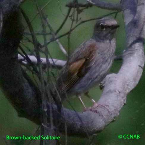 Brown-backed Solitaire