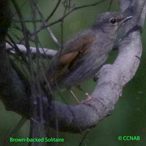 Birds of North America