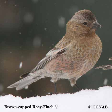 Brown-capped Rosy-Finch