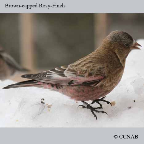 Brown-capped Rosy-Finch