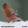 Brown-capped Rosy-Finch