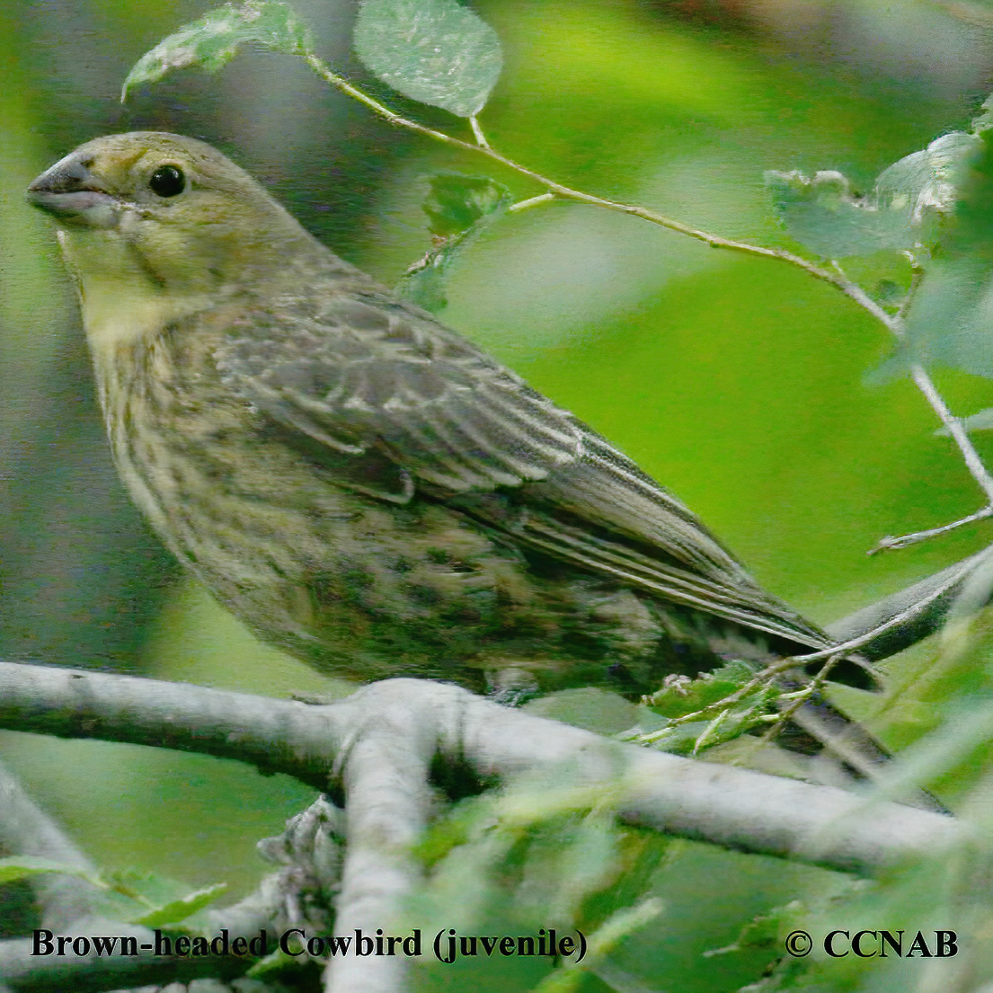 Brown-headed Cowbird