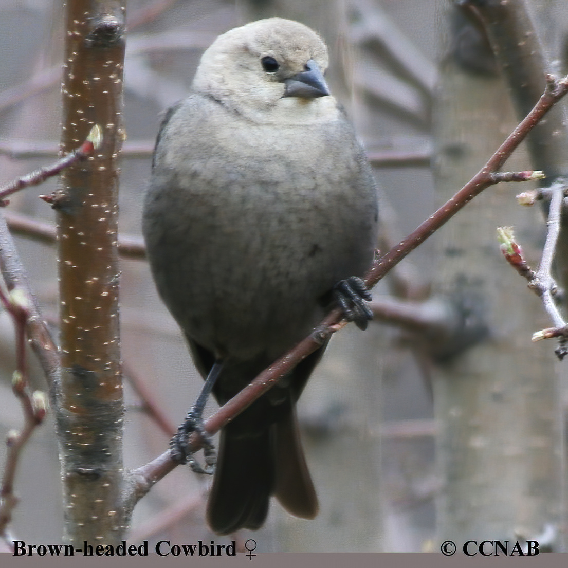 Brown-headed Cowbird