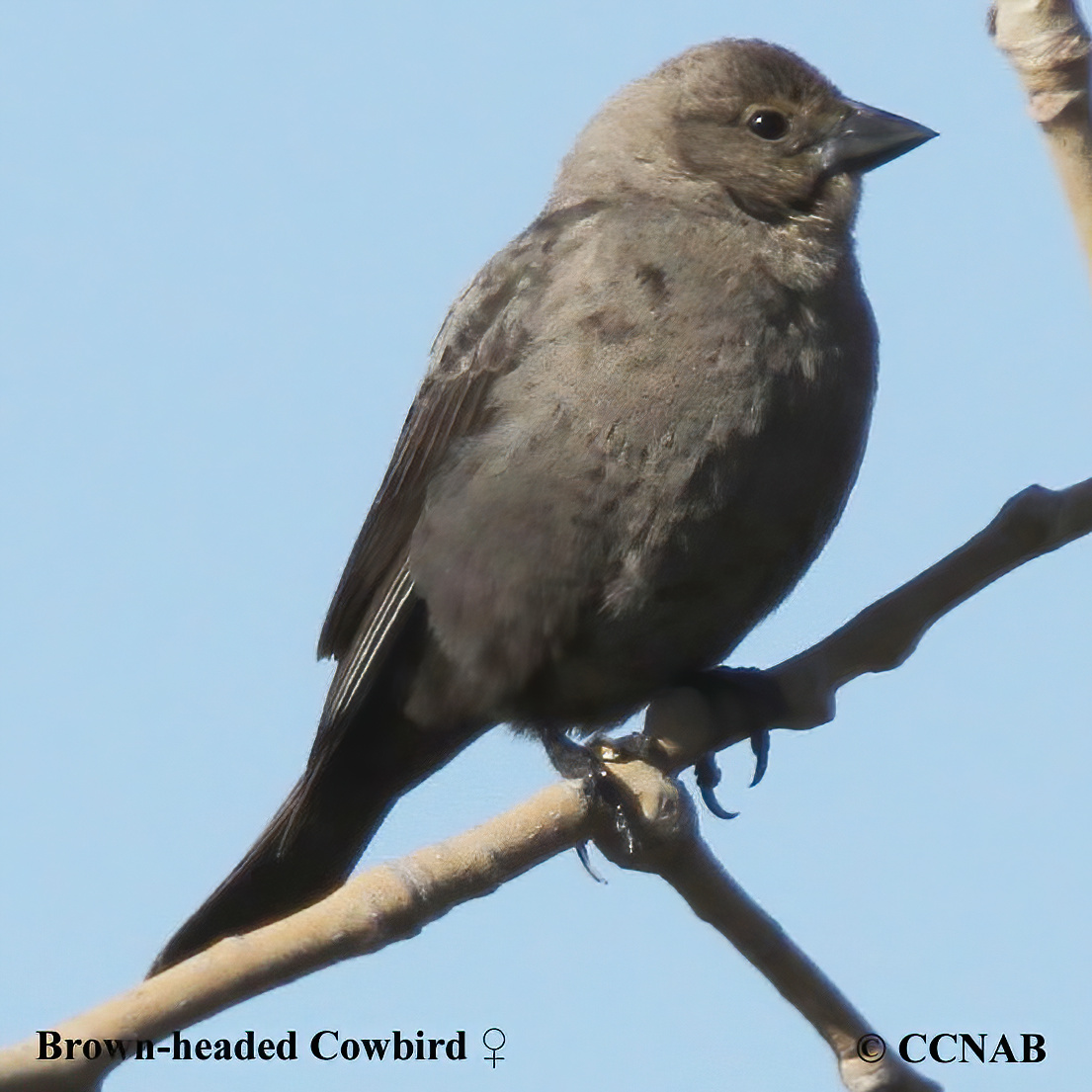 Brown-headed Cowbird