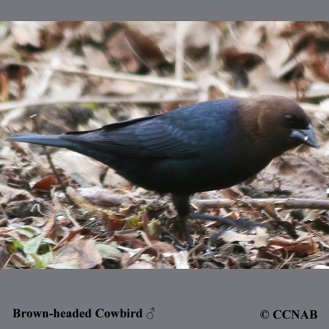 Brown-headed Cowbird