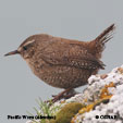 Brown colored Birds