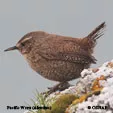 Brown colored Birds