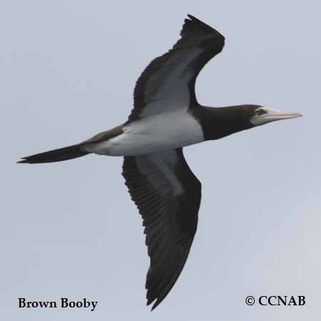 Brown Booby