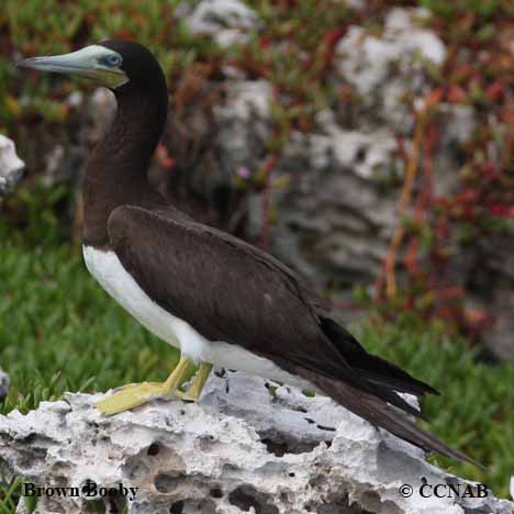 Brown Booby