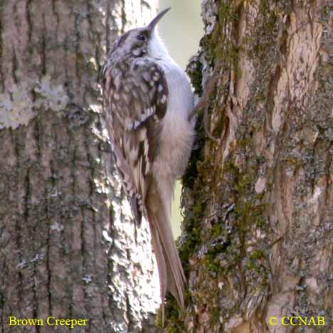 Brown Creeper