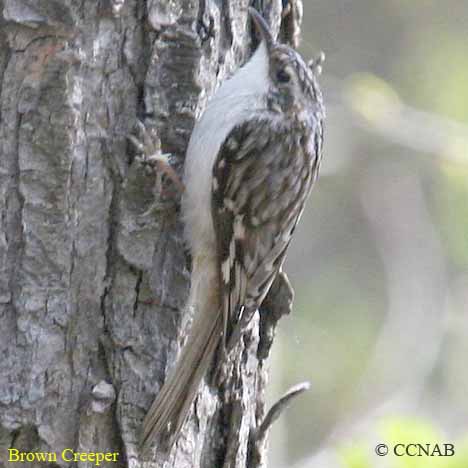 Brown Creeper