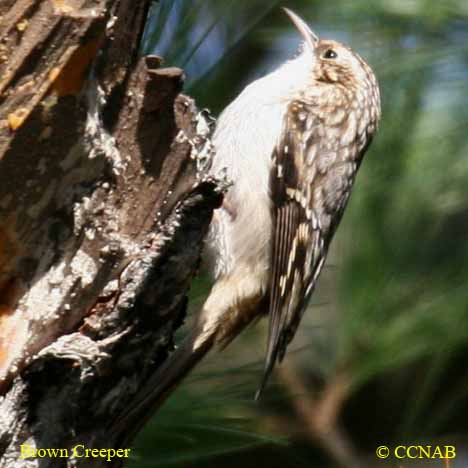 Birds of North America