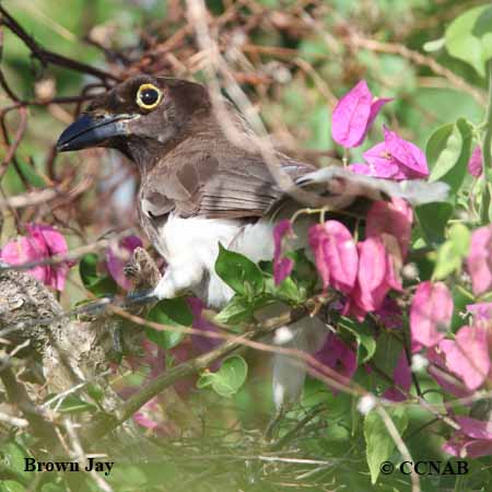 Brown Jay