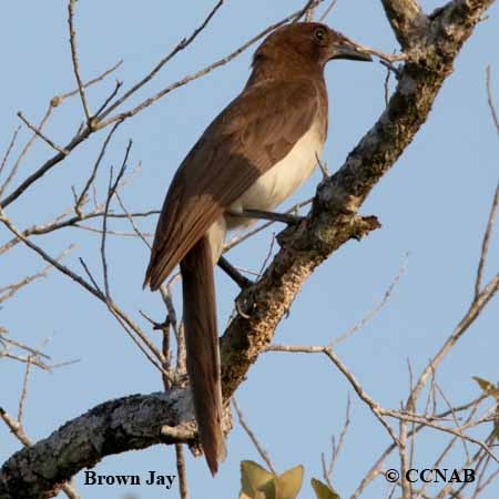 Birds of North America