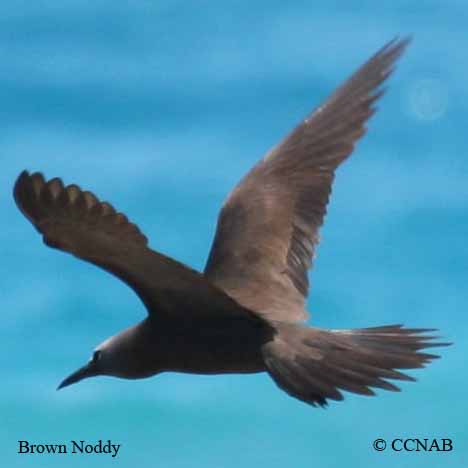 Brown Noddy