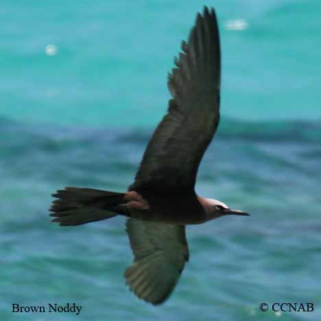 Brown Noddy