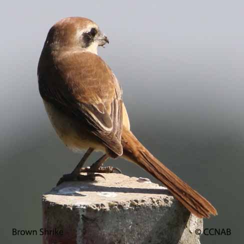 Birds of North America