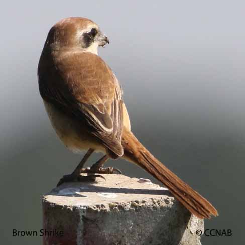 Brown Shrike