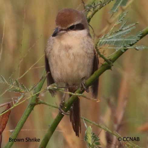 Brown Shrike