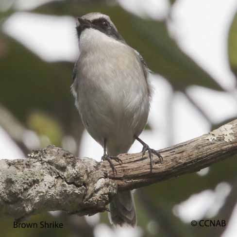 Birds of North America