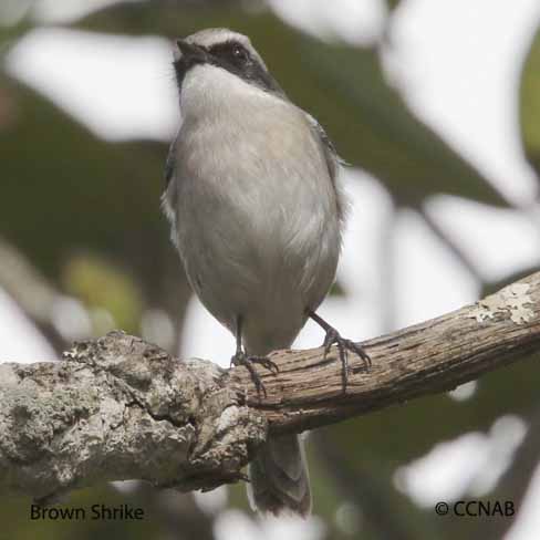 Brown Shrike