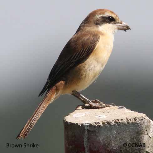 Brown Shrike