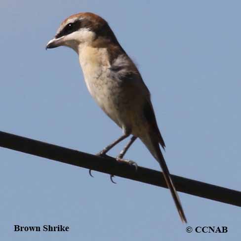 Brown Shrike