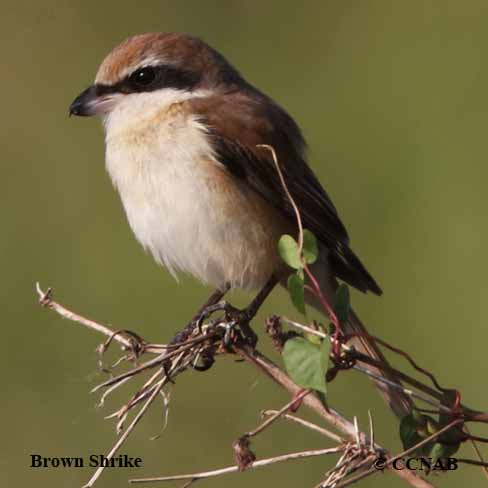 Birds of North America