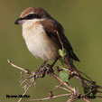 Brown Shrike