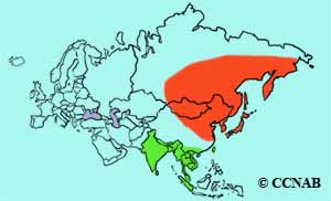 Brown Shrike range map