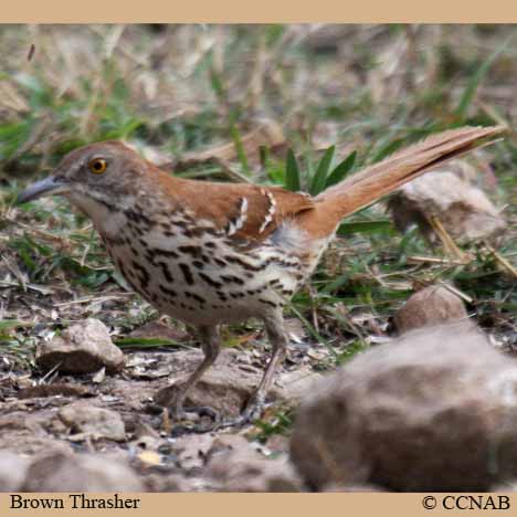 Birds of North America