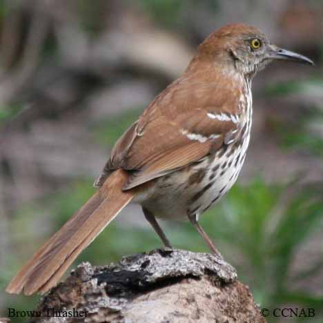 Birds of North America