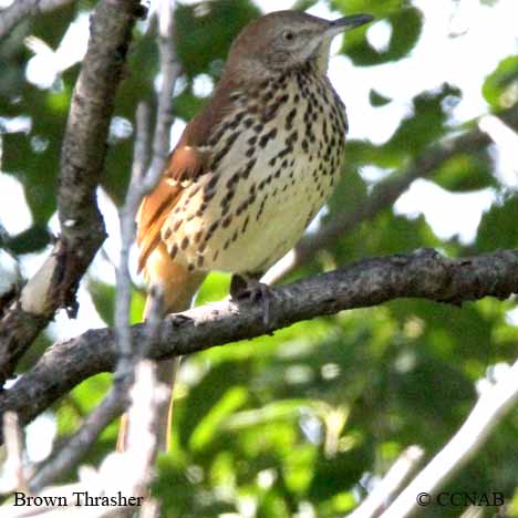 Brown Thrasher