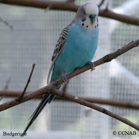 Birds of North America