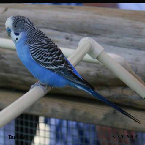 Budgerigar 