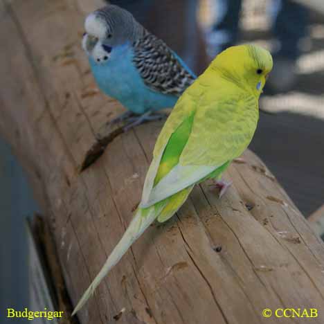 Budgerigar 