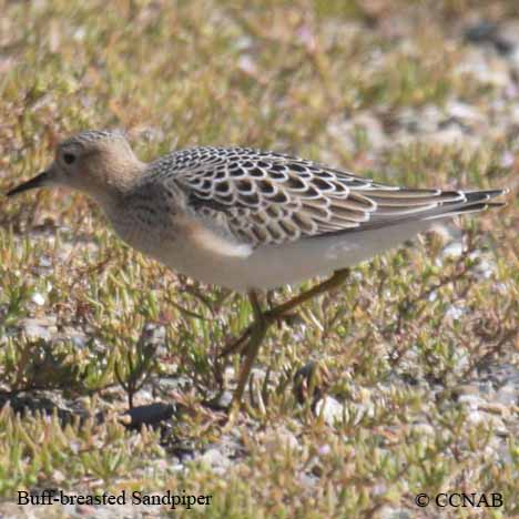 Buff-breasted Sandpiper