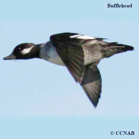 Bufflehead