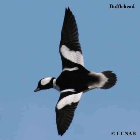 Bufflehead