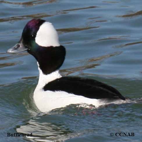 Birds of North America