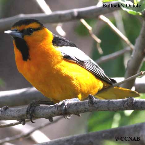 orioles